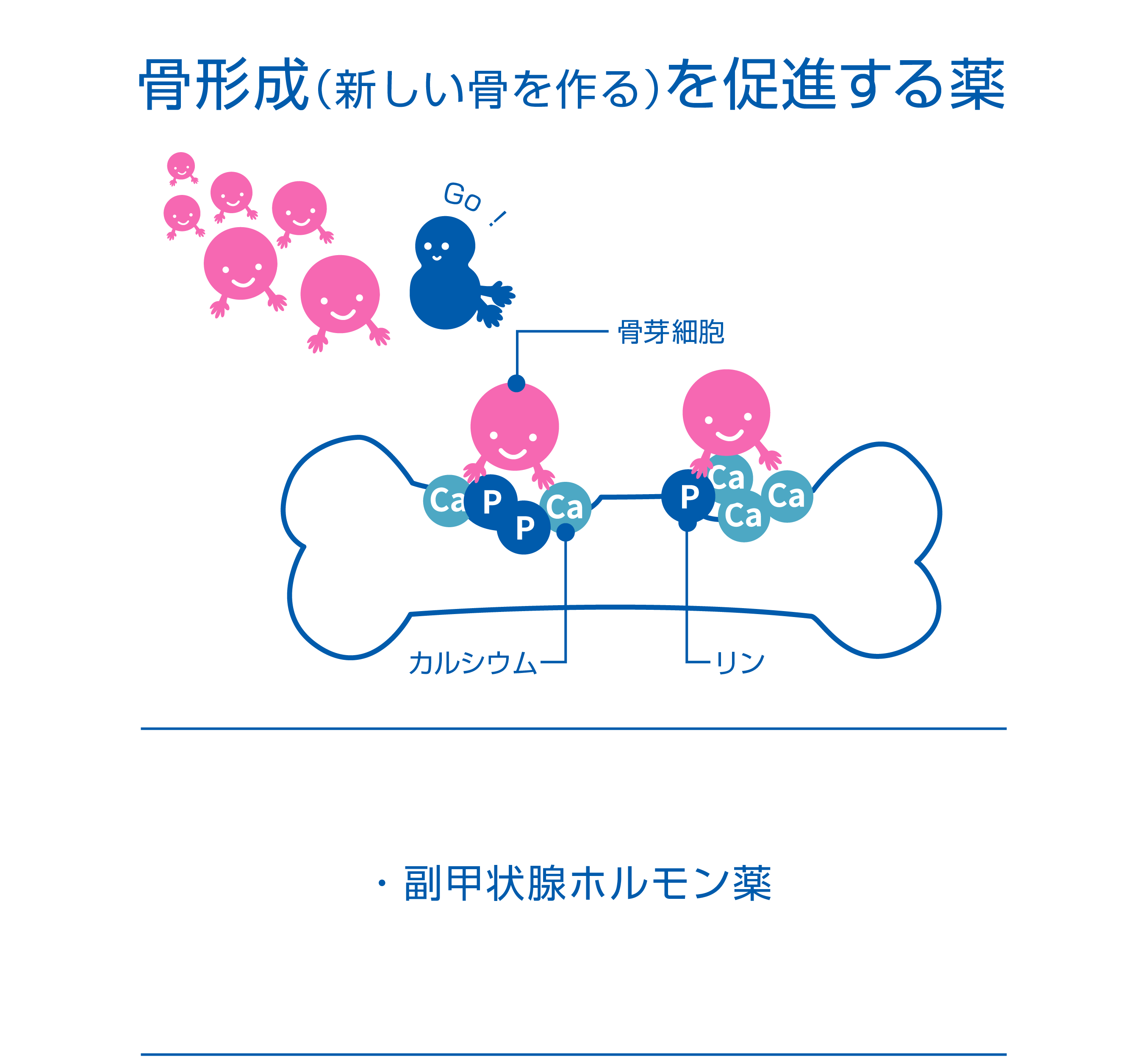 骨形成を促進する薬のイメージ画像