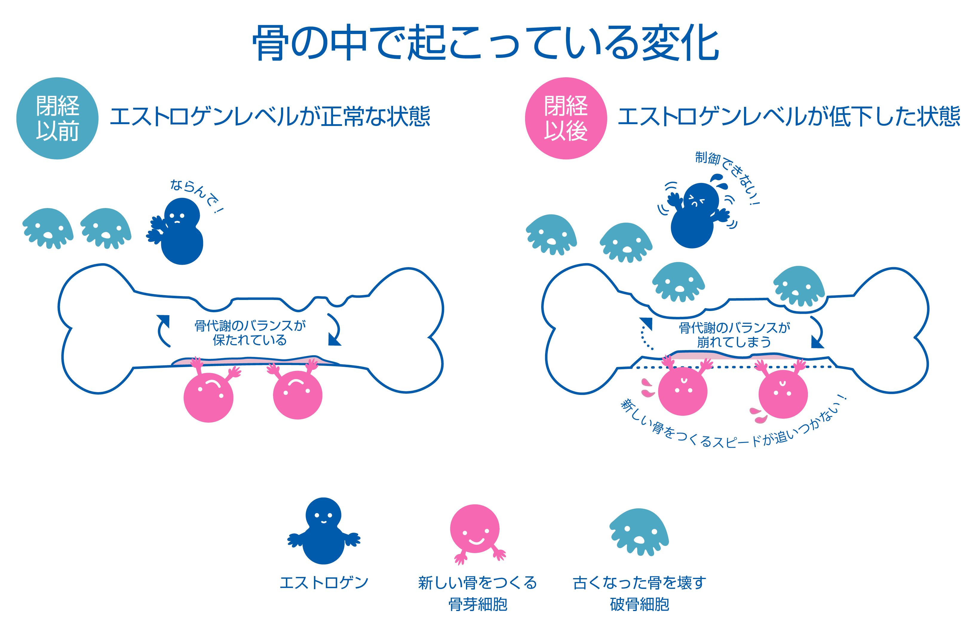 骨の中で起こっている変化のイメージ画像